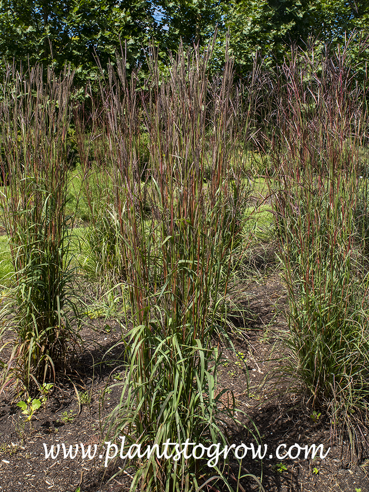 Karl's Cousin Big Bluestem (Andropogon geradii) 
early August
